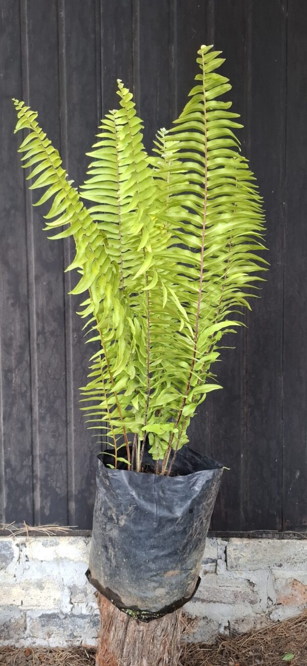 Nephrolepis biserrata 'Macho" - Giant Sword Fern