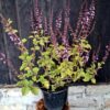 1000501643-1.jpg Plectranthus Fruticosus