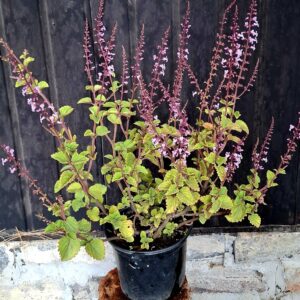 1000501643-1.jpg Plectranthus Fruticosus