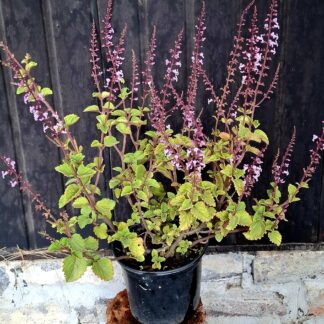 Plectranthus Fruticosus