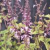 1000501644-scaled.jpg Plectranthus Fruticosus