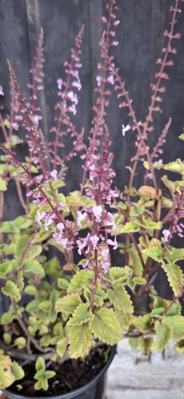 1000501644-scaled.jpg Plectranthus Fruticosus