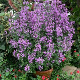 Ribbon bush
'Hypoestes aristata'