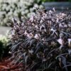 Strobilanthes anisophyllus