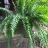 Nephrolepis biserrata 'Macho" - Giant Sword Fern