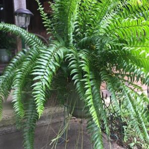 Nephrolepis biserrata 'Macho" - Giant Sword Fern