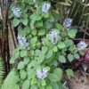Plectranthus Zuluensis 'Zulu Spurflower'