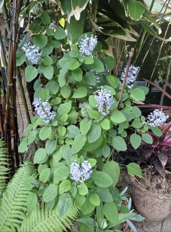 Plectranthus Zuluensis 'Zulu Spurflower'