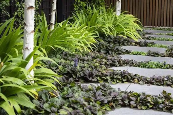 Adjuga Reptans 'mahogany'
