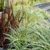 Carex 'Evergold'