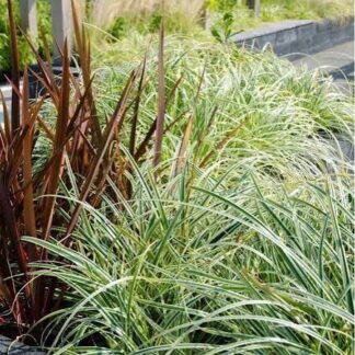 Carex 'Evergold'