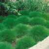 Festuca Glauca 'green'