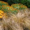 Carex flagellifera