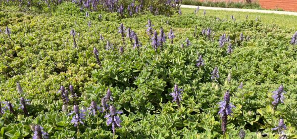 Plectranthus Neochilus 'lobster plant'