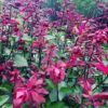 Salvia Salmia 'dark pink'