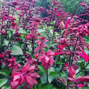 1000502522.jpg Salvia Salmia 'dark pink'