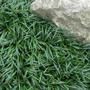1000502584.png Dwarf Mondo Grass