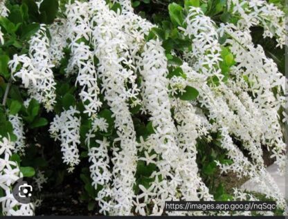 PETREA VOLUBILIS Queen's Wreath - White 21cm