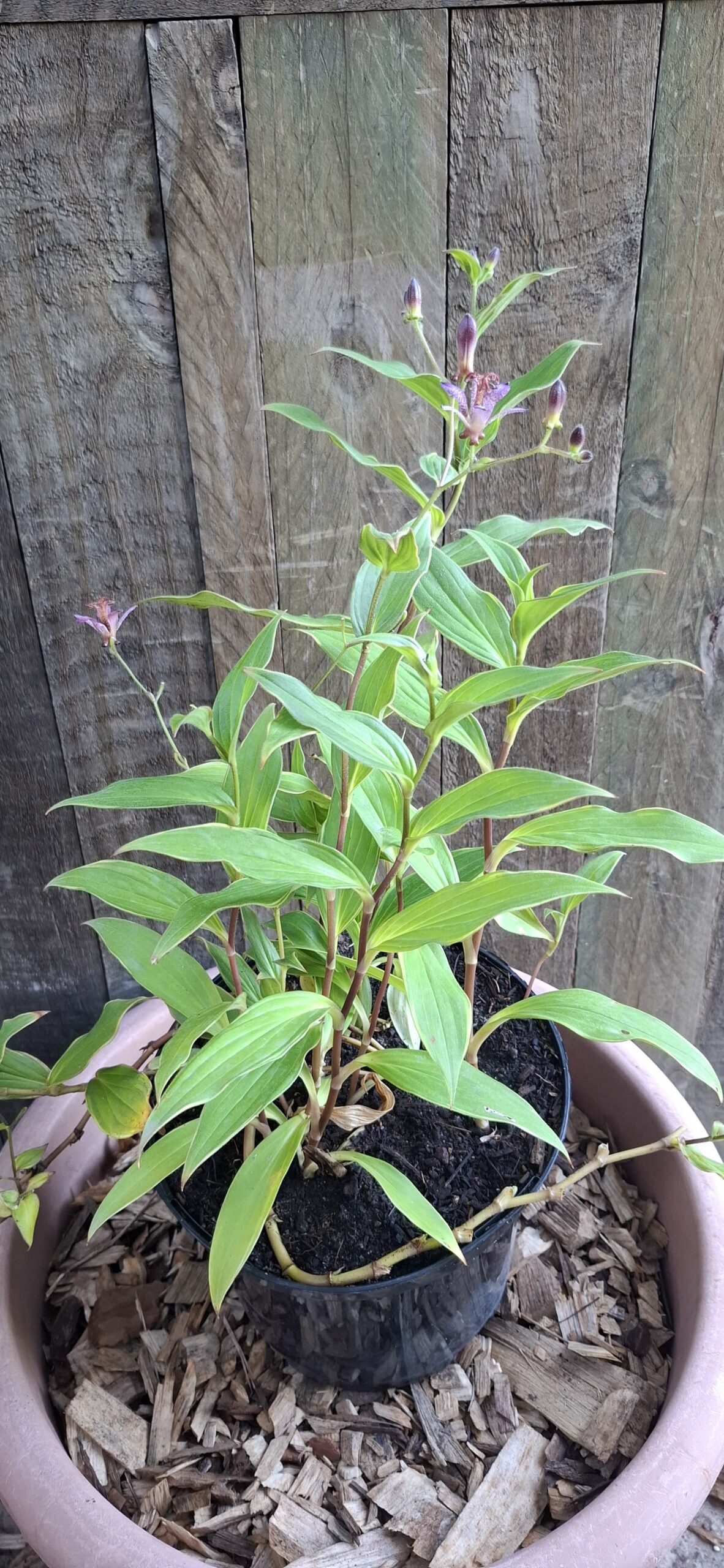 Toad Lilies (Tricyrtis)
