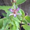 Toad Lilies (Tricyrtis)