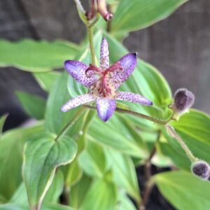 1000507201-1-scaled.jpg Toad Lilies (Tricyrtis)