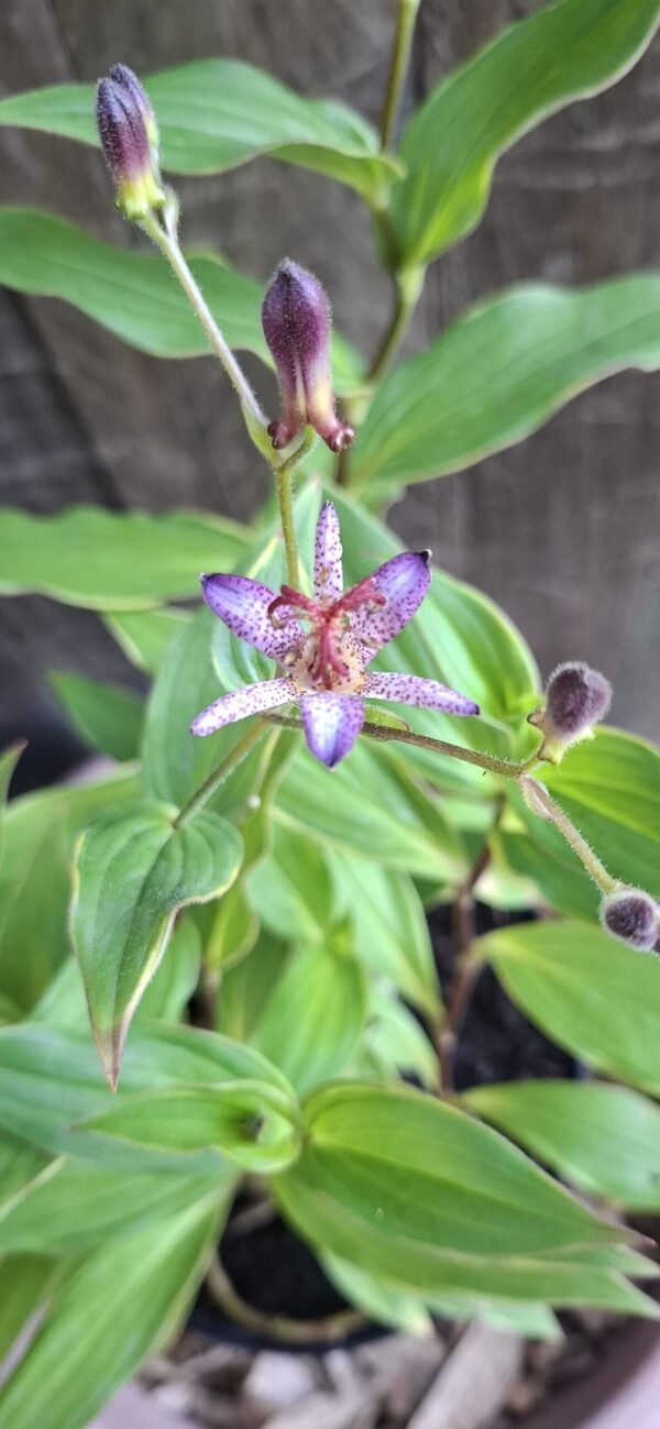 Toad Lilies (Tricyrtis)