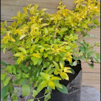 DURANTA ERECTA Showy Stonecrop – Sheenas Gold 21cm