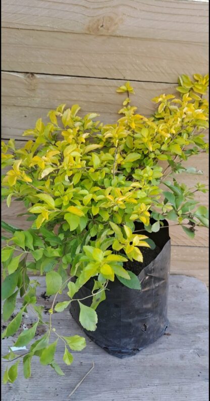 DURANTA ERECTA Showy Stonecrop - Sheenas Gold 21cm