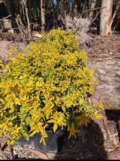 DURANTA ERECTA Showy Stonecrop - Sheenas Gold 21cm - Image 2