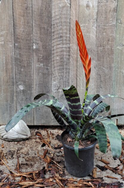 Vriesea Splendens