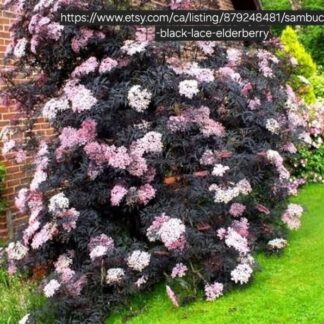Black Lace Elderberry 17cm