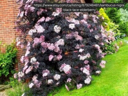 Black Lace Elderberry 17cm
