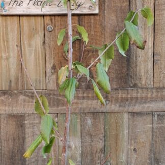 Lapins Cherry