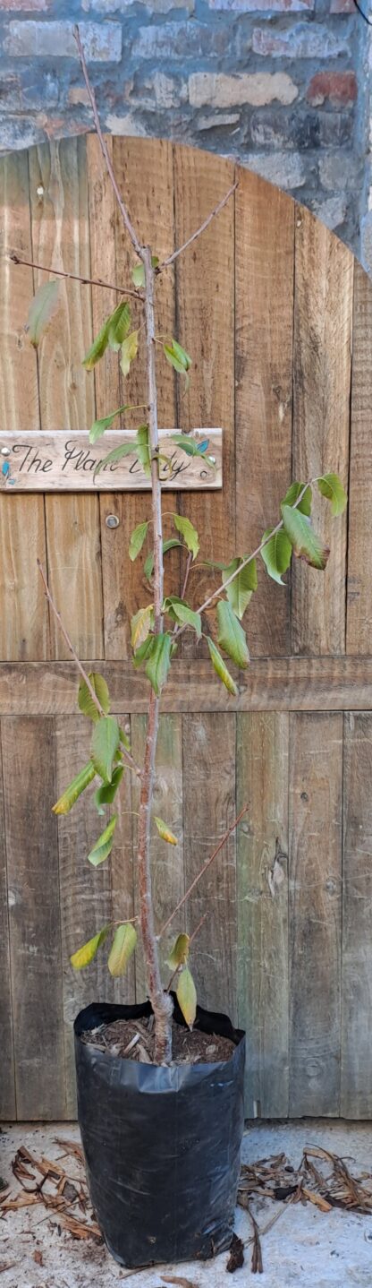 Lapins Cherry