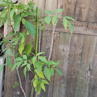 Elderberry