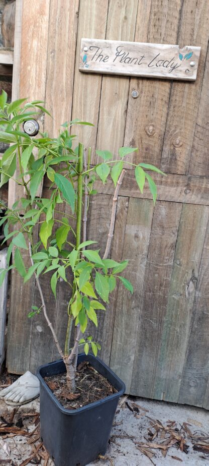 Elderberry