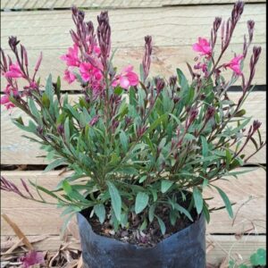 1000515715-1.jpg Gaura Pink