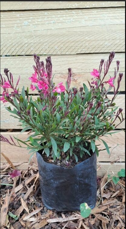 Gaura Pink 12cm