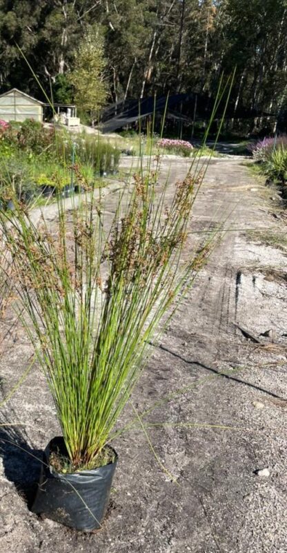 JUNCUS EFFUSUS Soft Rush 3L - Image 2