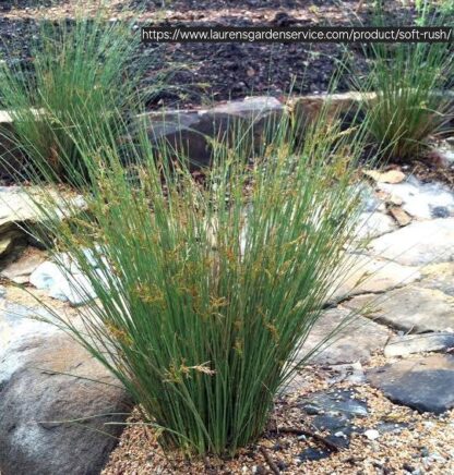 JUNCUS EFFUSUS Soft Rush 3L
