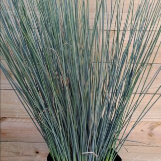 JUNCUS TENIUS – Blue Dart 3L