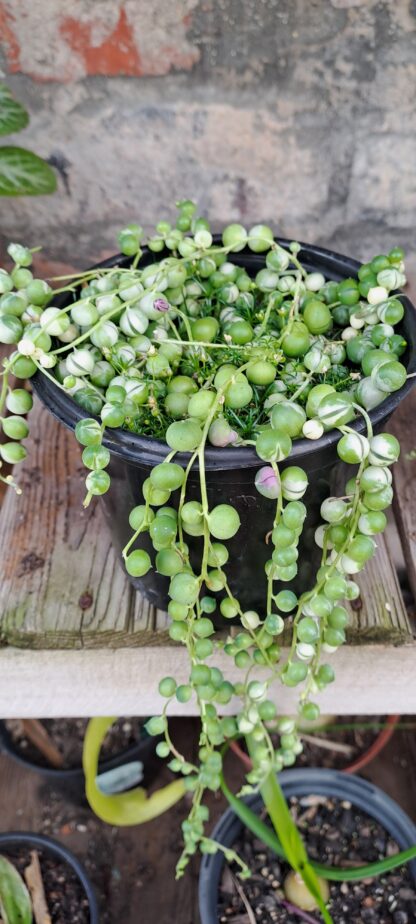 Variegated string of Pearls