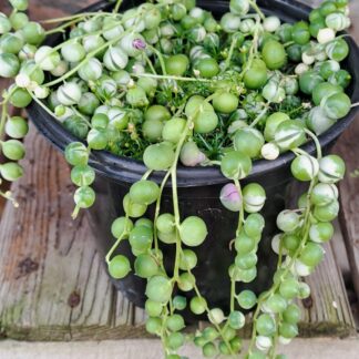 Variegated string of Pearls