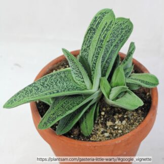 GASTERIA – Little Warty 15cm