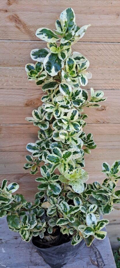 COPROSMA REPENS Marble Chips 3L