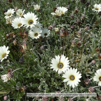 ARCTOTIS STOECHADIFOLIA Coast Arctotis – Cream 2,5L