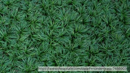 OPHIOPOGON JAPONICUS KYOTO Dwarf Mondo Grass 6PACK