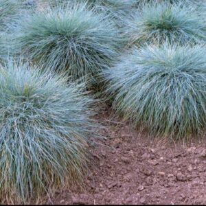1000521004.jpg FESTUCA GLAUCA Blue Fescue 2,5L