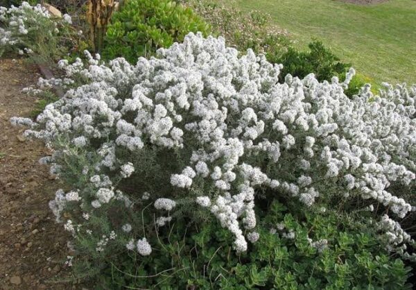ERIOCEPHALUS AFRICANUS Wild Rosemary 3L