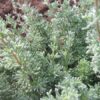 ERIOCEPHALUS AFRICANUS Wild Rosemary 3L